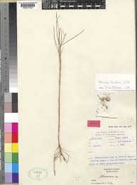 Image result for Athroisma gracile