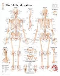 Molly smith dipcnm, mbant • reviewer: Anatomy Charts Posters Prints Paintings Wall Art Allposters Com