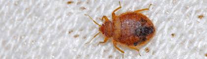 Other tiny bugs that can easily be ruled out because they do not jump at all are bed bugs and ants. Bed Bugs Healthdirect