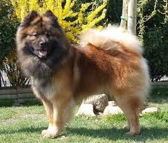 Puppy stork showcases adorable purebred & mixed breed puppies of all breeds & sizes. Eurasier Look Et Histoire Eurasier Chiot Plus Beau Chien