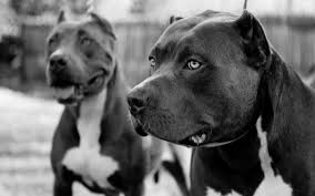 Chó pitbull trong quá khứ từng được. Hinh Ná»n Ä'Æ¡n Sáº¯c Pit Bull Ä'á»™ng Váº­t Co Vu 1920x1200 Px Ä'en Va Tráº¯ng Nhiáº¿p áº£nh Ä'Æ¡n Sáº¯c Ä'á»™ng Váº­t Co XÆ°Æ¡ng Sá»'ng Cho NhÆ° Ä'á»™ng Váº­t Co Vu Carnivoran