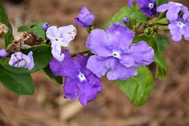 Image result for Brunfelsia