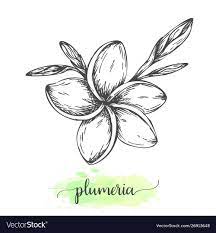 Hand Drawn Plumeria Flowers Floral Background Isolated On White Vector Illustration In Vintage Style Sketch Flower Sketches Plumeria Flowers Plumeria Tattoo