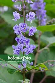 Image result for Plectranthus fruticosus