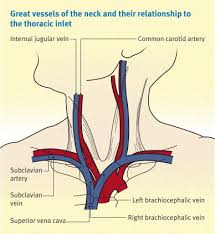 Check spelling or type a new query. The Great Veins Of The Neck Sciencedirect