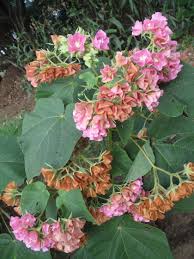 Image result for Dombeya burgessiae