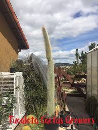 It's the main reason that cacti fail to live up to their full potential. Cleistocactus Strausii Silver Torch Snow Pole 35tall Etsy Snow Poles Pictures Starter Plants