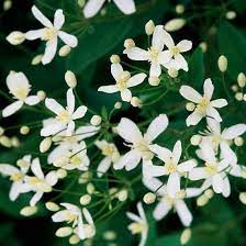 We did not find results for: The Best Fragrant Flowers For Your Garden Fragrant Plant Autumn Clematis Sweet Autumn Clematis