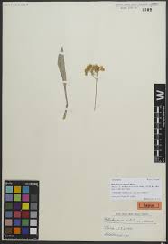 Image result for Englerina schubotziana