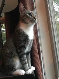 We bring you our thanks for (name of pet) who lived among us and gave us freely of his/her love. My Cat Is Missing Please Say A Prayer That She Comes Back Home I Am Heartbroken Cats