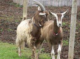 Crescatori de capre, cresterea caprelor. Cresterea Caprelor Ghid Pas Cu Pas De Ce Caprele Pierd In Greutate