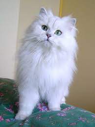 Code red, sos please help! Then Vs Meow How Technology Has Changed Cats Lives 15 Pics This Way Come Gorgeous Cats Cute Cats Long Haired Cats
