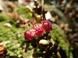 Image result for Englerodendron