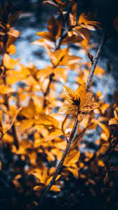 Spirits orange free video background hd loops 1080p youtube. Picsart Wallpapers Top Free Picsart Backgrounds Wallpaperaccess
