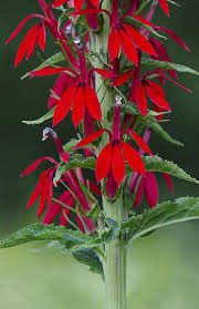Cardinal Flower Lobelia Cardinal Unusual Flowers Hummingbird Flowers Hummingbird Plants