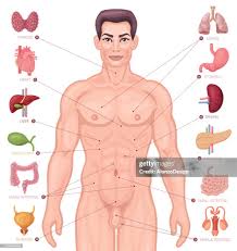 Image result for internal organs
