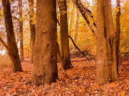 Walk In The Park Salem Woods Fall Oregon Nikon Oregon Tree Tree Trunk