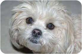 Visit our lost pets page to view animals available for holds. Denver Co Lhasa Apso Meet Daisy1 A Pet For Adoption
