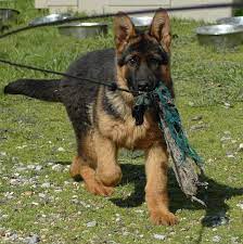 The german shepherd is one of the best breeds to train, especially when you do it the right way. German Shepherd Dog Training Programs Gsd Obedience Training Nevada Haus