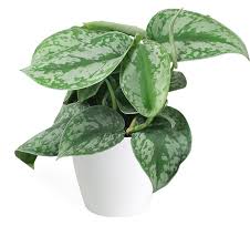 Pothos and philodendron are two of the most popular houseplants around, and often mistaken for each other. Silver Satin Pothos Houseplant Small Chelsea Garden Center