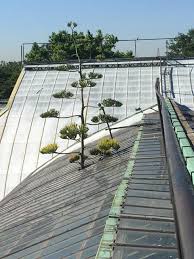 Nearly all agaves, along with most bromeliads such as pineapple, are somewhat peculiar in their flowering habit. 38 Foot Tall Agave Plant Begins Death Blossom At Garfield Park Conservatory After More Than 50 Years