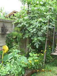Paulownias are fascinating plants, nobody who has ever the paulownia shan tong is a very fast and straight growing paulownia hybrid between species p. Paulownia Tomentosa 2014 2016 Gainisicocosi