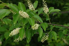 Image result for Prunus serotina