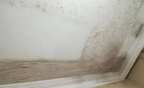 Bu halde en etkili madde çamaşır suyudur. Evlerde Olusan Kuflerden Kurtulmanin Dogal Yollari Dogala Dogru Kendine Don Www Dogaladogru Com