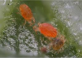 Image result for spotted spider mite