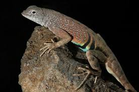 Lizard Photography Is A Particular Interest Of Mine Here S A Greater Earless Lizard Posed On A Rock I Always Wished I Had Lizard Pose Lizard Photo Equipment