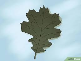 It has a black head and a body that can be various shades of green. 3 Ways To Identify Oak Leaves Wikihow