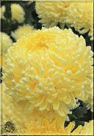 Hatice Uslu Google Flowers Gif Beautiful Flowers Pretty Flowers