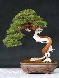 Ülkemizde bir bilinmeyen konu bonsai tohumu.öncelikle bonsai tohumu diye bir şey yoktur. Taxus Baccata Porsuk Agaci Tohumu 7 90 Tl