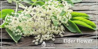 Maybe you would like to learn more about one of these? Elder Flower Parsi Teb
