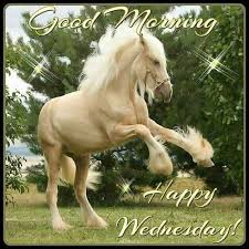 Good Morning Happy Wednesday Rare Horses Rare Horse Breeds Beautiful Horse Pictures