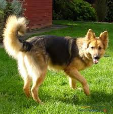 Each of the different reasons why your german shepherd bites its tail will likely come with a number of clues in the way that it does it. 8 Major Organs In The German Shepherd Anatomy You Have To Know Dogs Addict