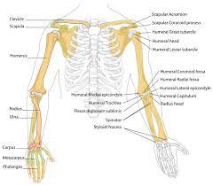 Including diagrams with all the terminology. Arm Bones Diagram Human Body Pictures Science For Kids Arm Bones Anatomy Bones Anatomy