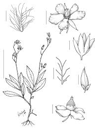 Image result for Sauvagesia