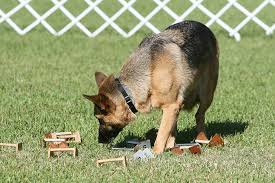 German shepherd feeding chart amount schedule and duration allshepherd. German Shepherd Dog Dog Breed Information