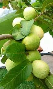 Pin On Berkebun