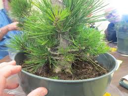 River birch bonsai are known for dying back easily. Shohin Seminar 2018 San Diego Bonsai Club
