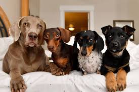 Instagram Can Make Your Pet Famous And You Rich Dog Adoption Your Dog Cute Animals