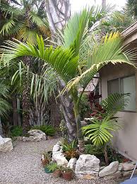 Image result for Hyophorbe indica