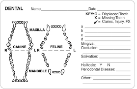 43 Complete Canine Dental Assessment Chart