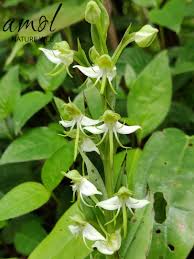 Image result for Habenaria goetzeana