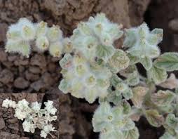 Image result for Heliotropium supinum