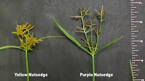 Check spelling or type a new query. Purple Nutsedge Nc State Extension Publications