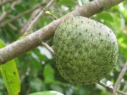 The fruits, also known as soursop, are consumed as food. Cancer Cell Killer Graviola Tree Bloggers Unite