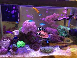 Quality Reef Equipment You Must See Cool Fish Tanks Fish Tank Cool Fish