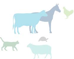 Top animal science degree program. Frontiers In Veterinary Science